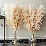 10 Stück Pampas Grass groß, Pampas Grass XXL, Pampas Grass Deko...