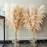 10 Stück Pampas Grass groß, Pampas Grass XXL, Pampas Grass Deko...