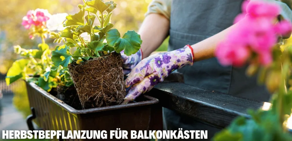 Herbstbepflanzung für Balkonkästen