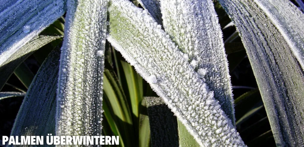 Palmen überwintern