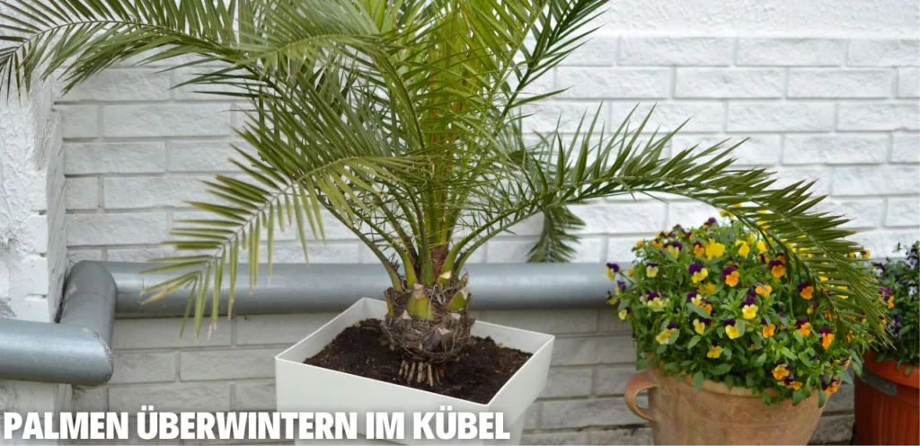 Palmen überwintern im Kübel