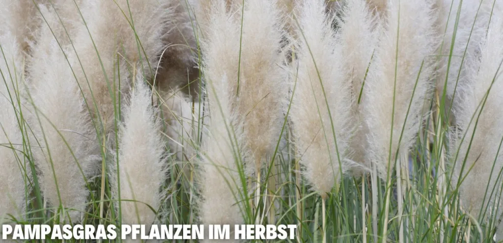 Pampasgras pflanzen im Herbst