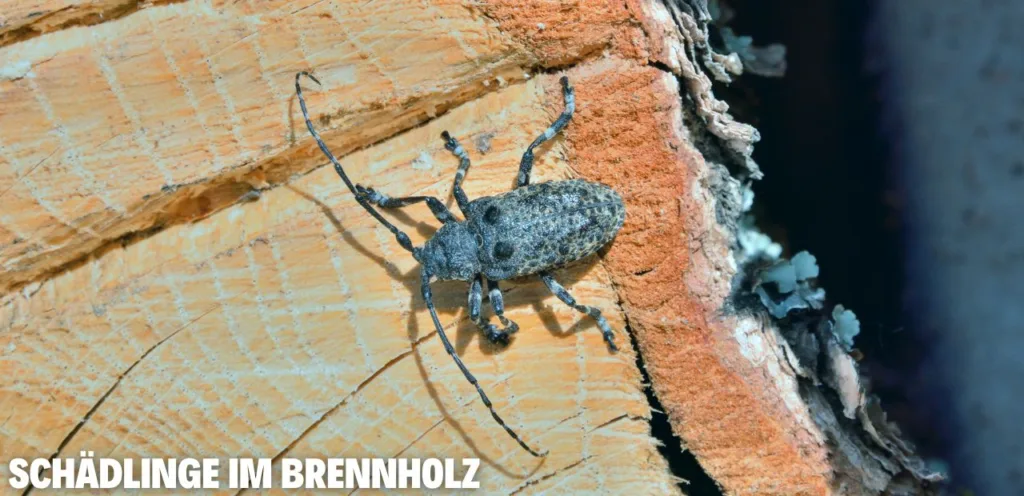 Schädlinge im Brennholz