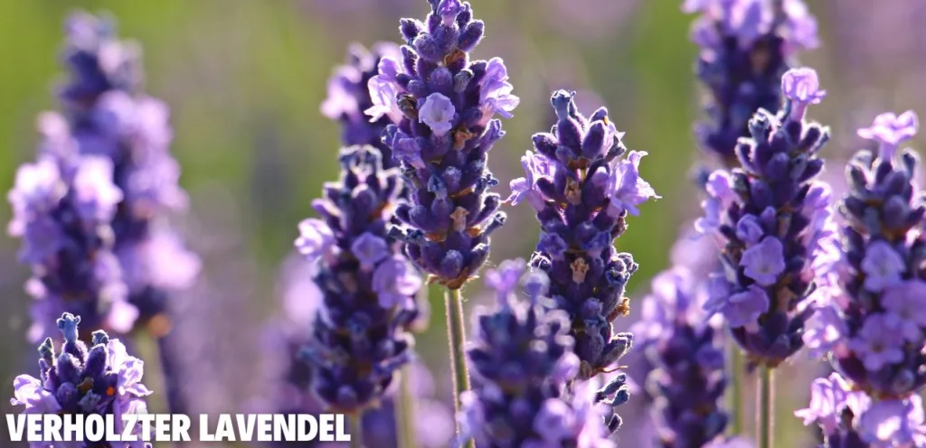 Verholzter Lavendel