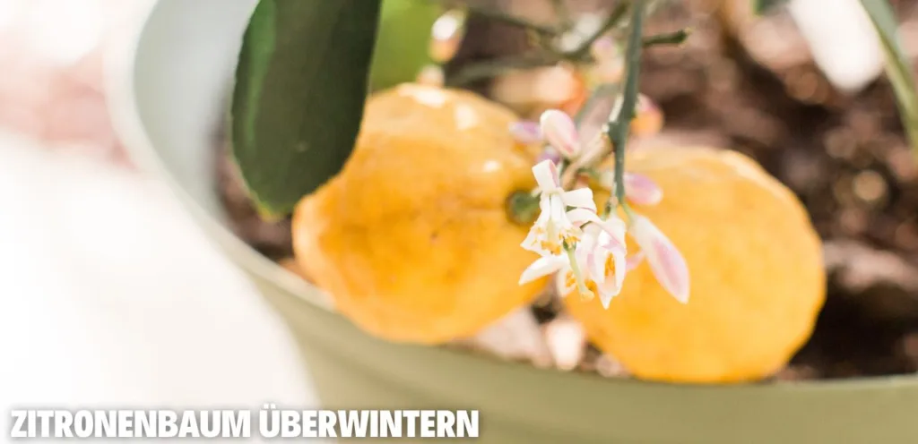 Zitronenbaum überwintern