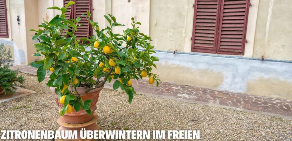 Zitronenbaum überwintern draußen