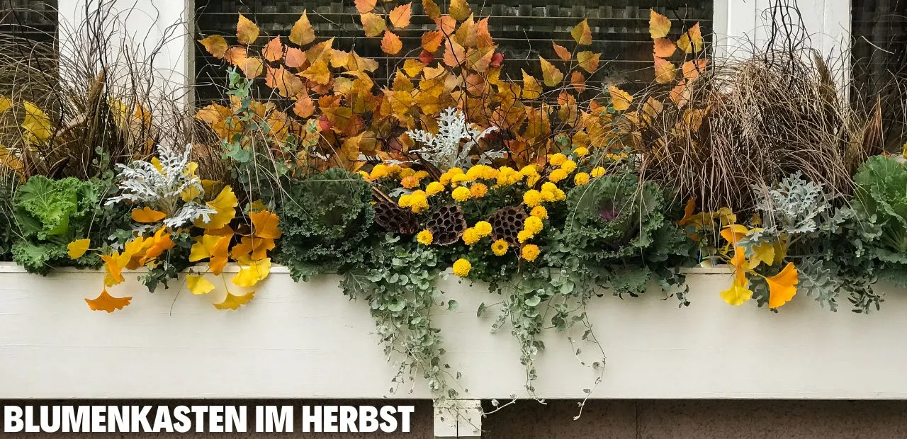 blumenkasten im herbst