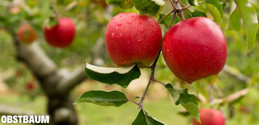 obstbaum