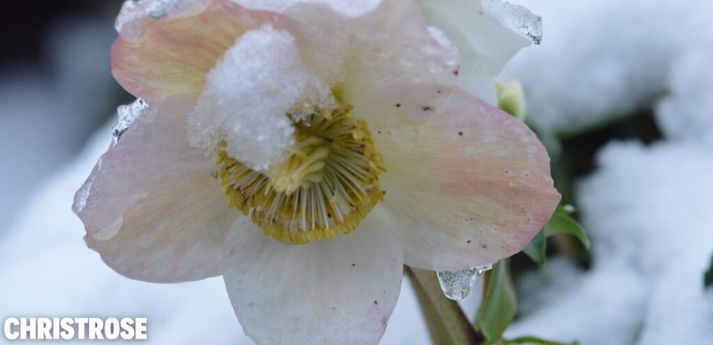 Christrose