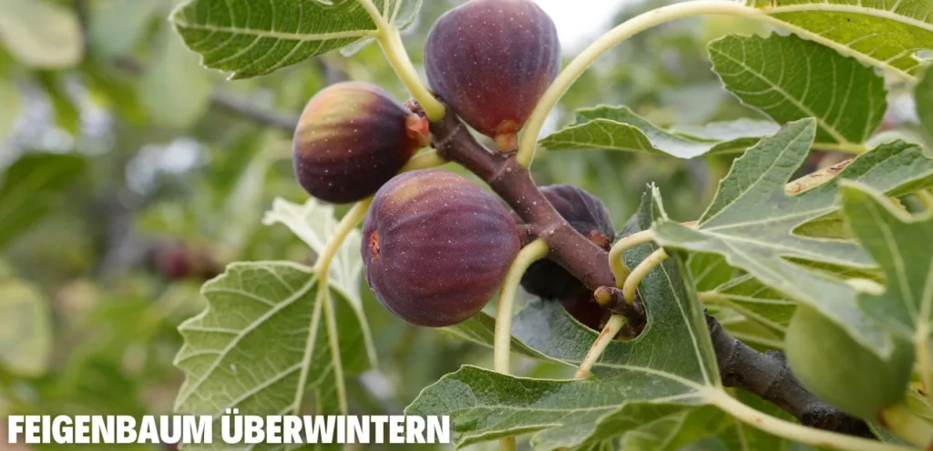 Feigenbaum überwintern