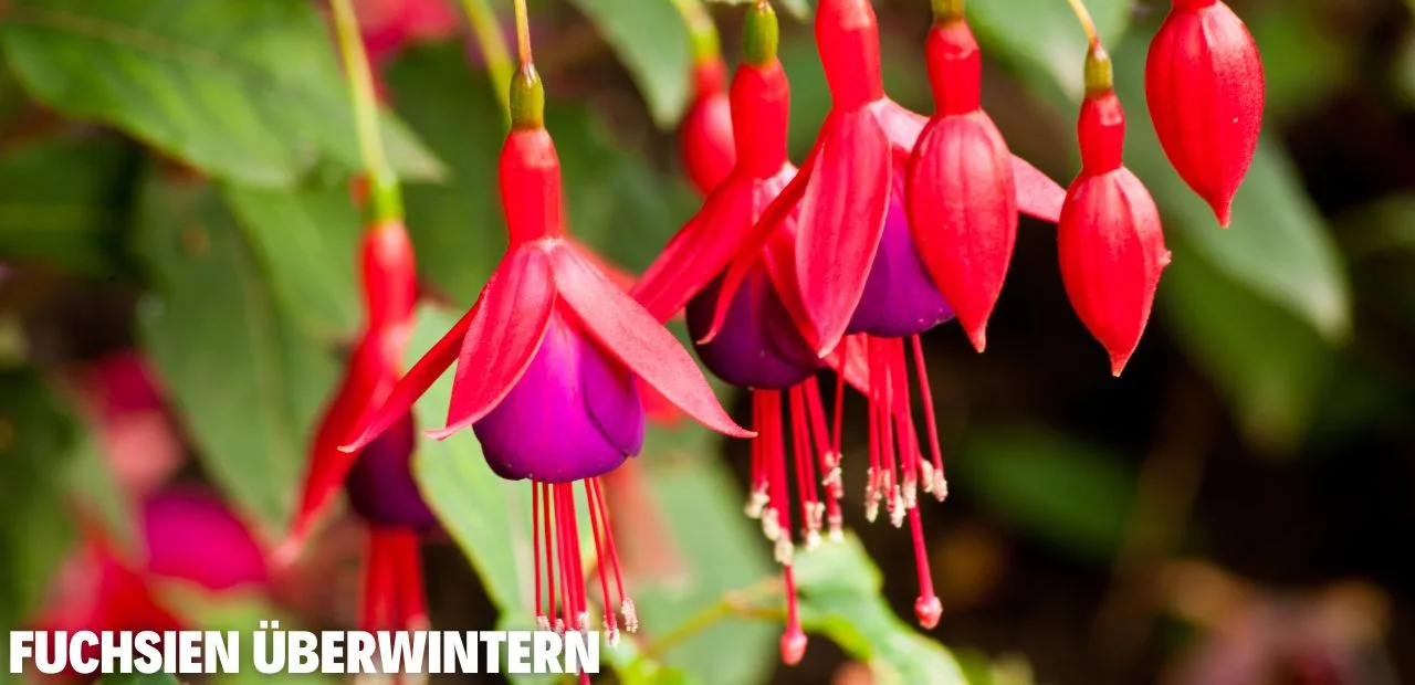 Fuchsien überwintern