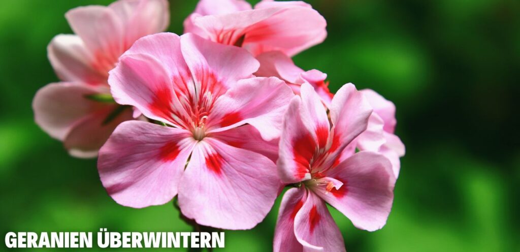Geranien überwintern