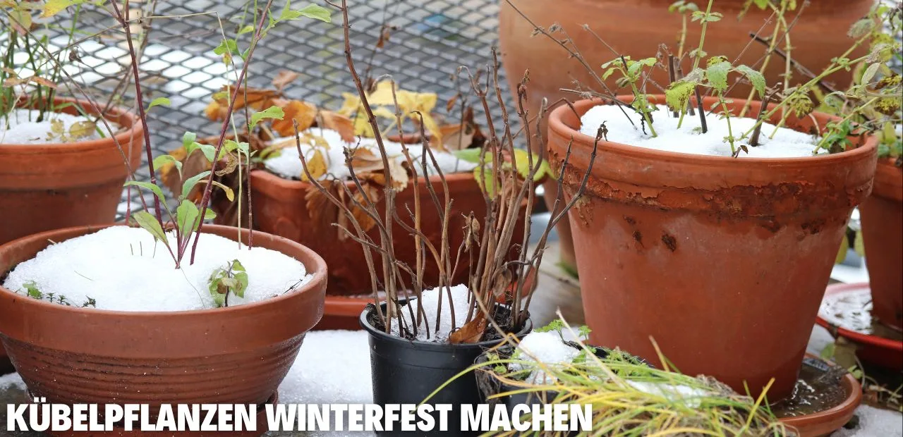 Kübelpflanzen winterfest machen