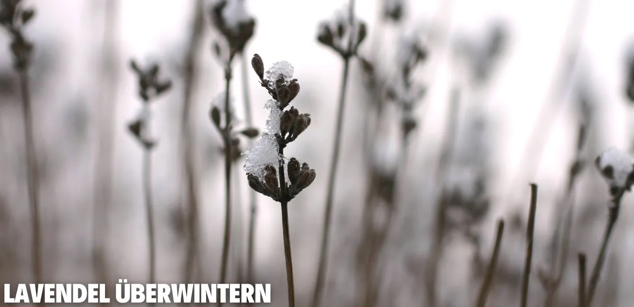 Lavendel überwintern