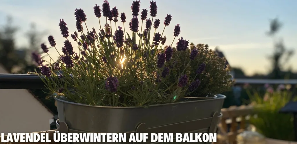 Lavendel überwintern