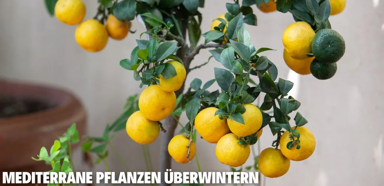 Mediterrane Pflanzen überwintern