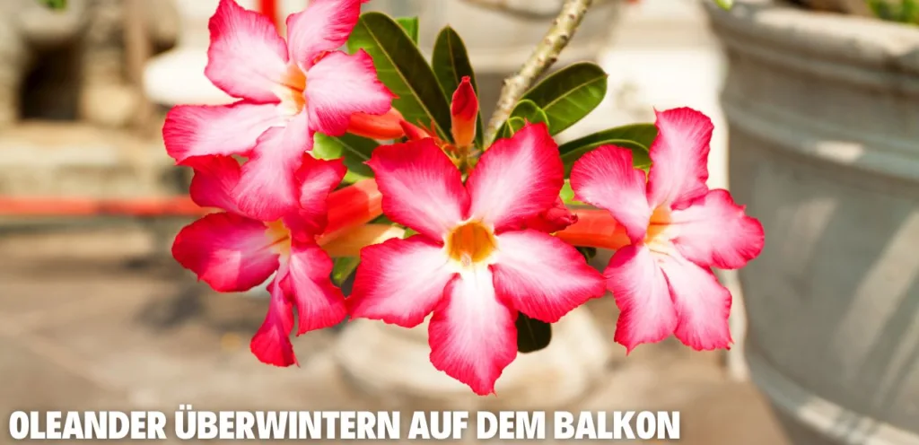 Oleander überwintern