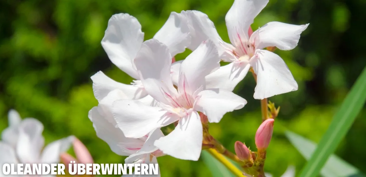 Oleander überwintern