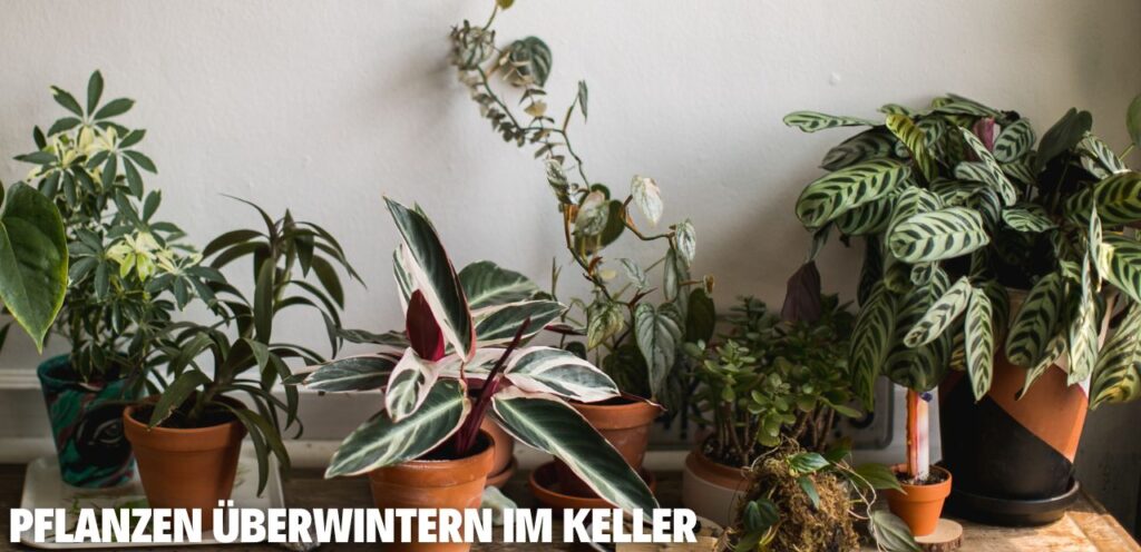 Pflanzen überwintern im Keller