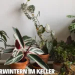 Pflanzen überwintern im Keller