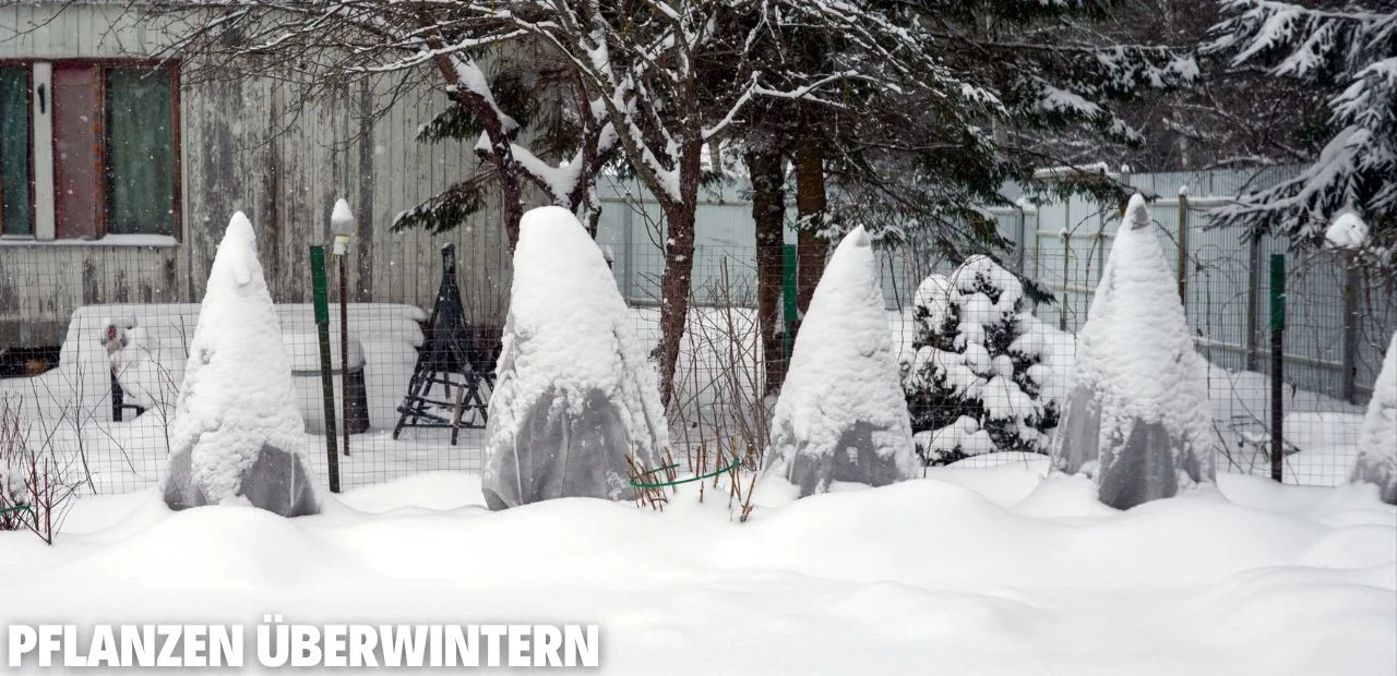 Pflanzen überwintern