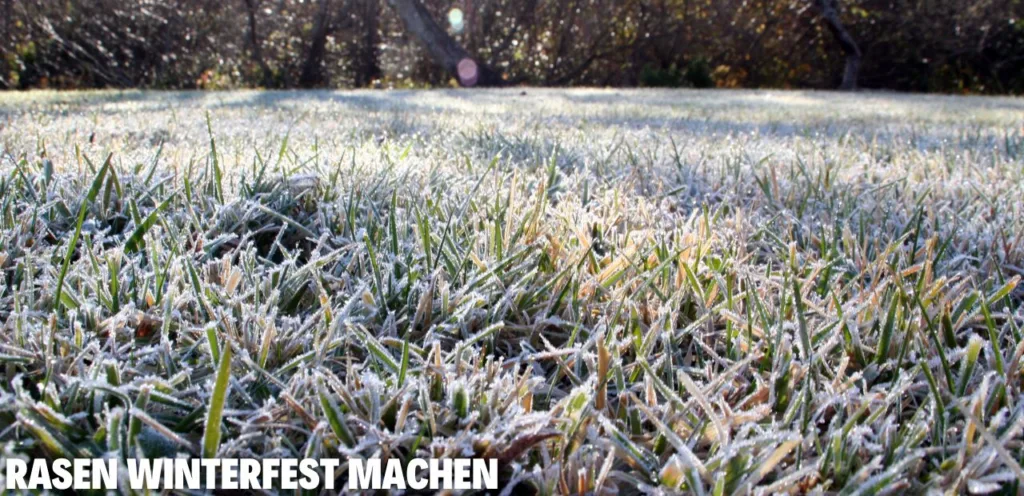 Rasen winterfest machen