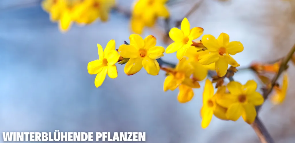 Winterblühende Pflanzen