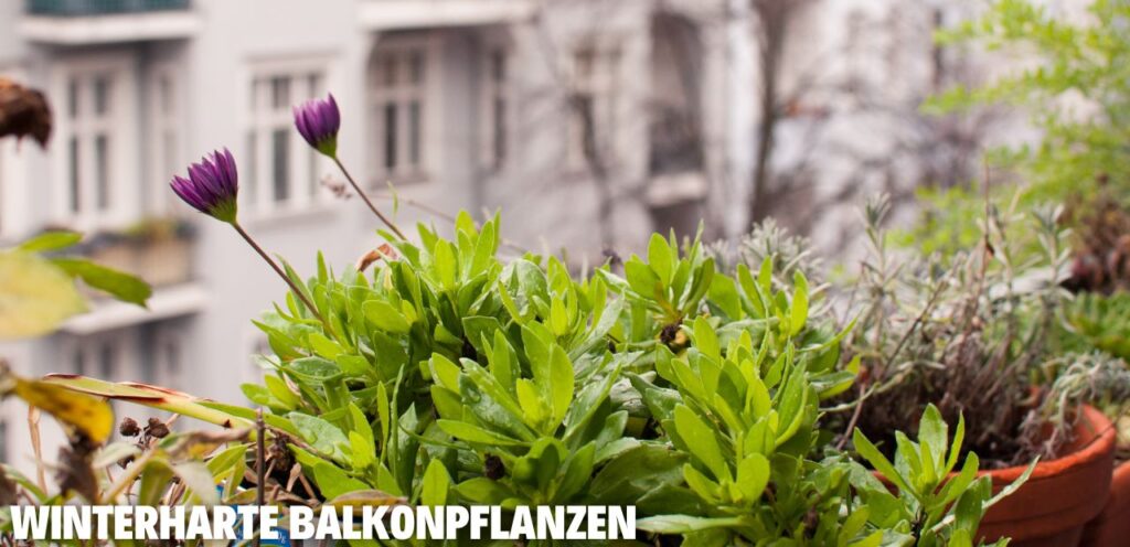 Winterharte Balkonpflanzen