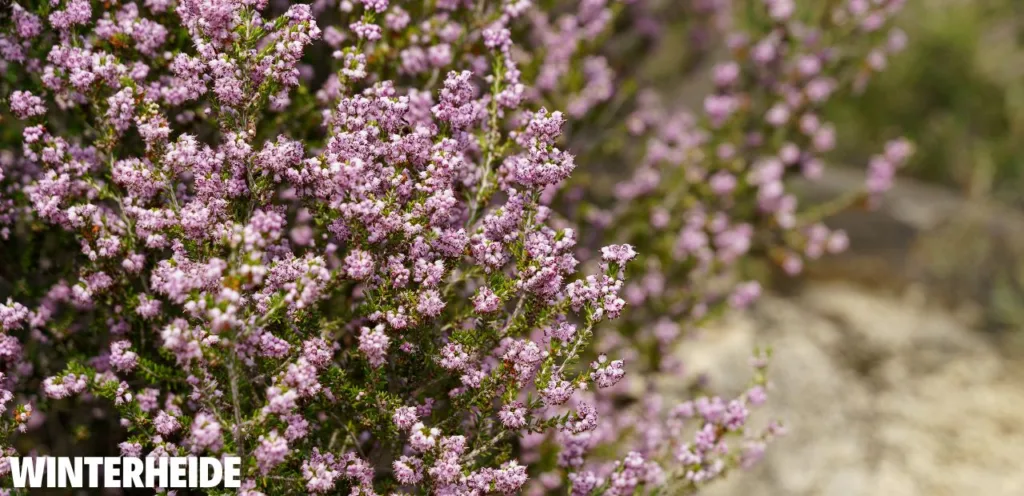 Winterharte Blumen