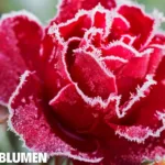 Winterharte Blumen