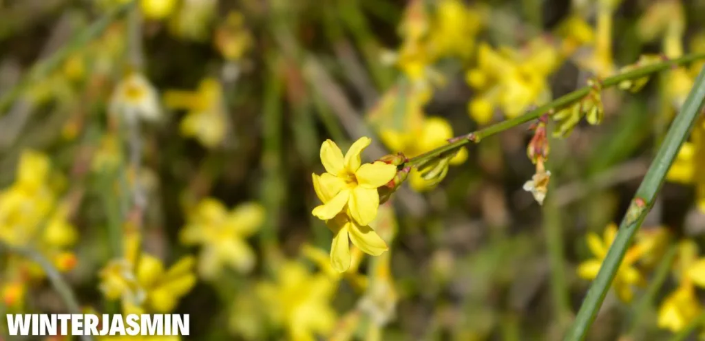 Winterharte Blumen