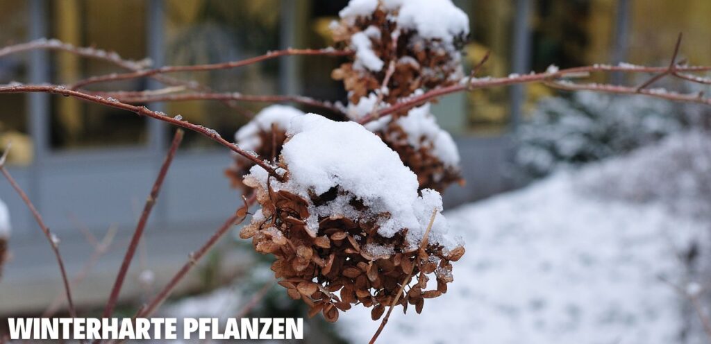 Winterharte Pflanzen