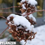 Winterharte Pflanzen