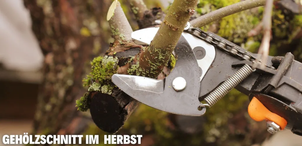 gehölzschnitt im herbst