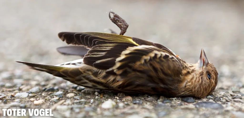 toter vogel