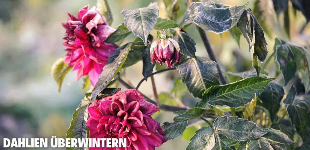 Dahlien überwintern