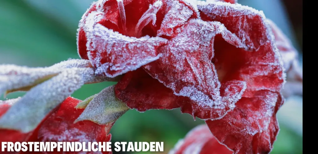 Frostempfindliche Stauden
