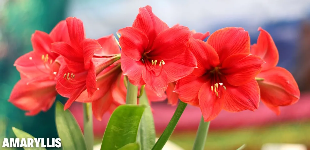 amaryllis kaufen