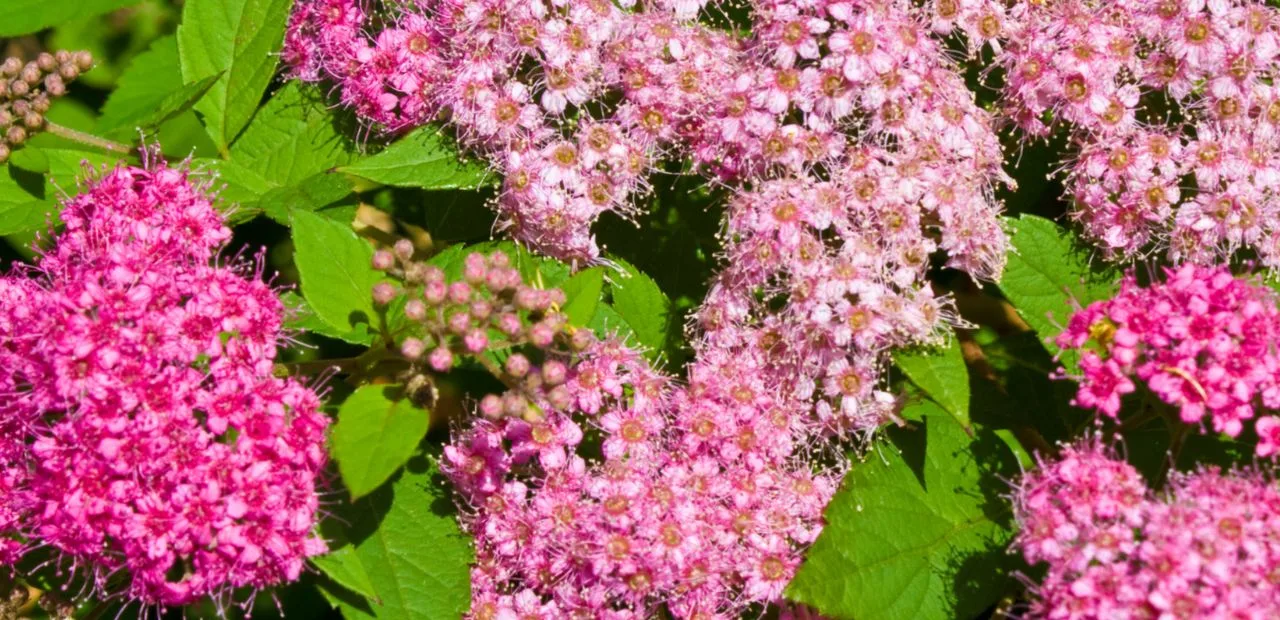 Japanische-Blumen im Garten