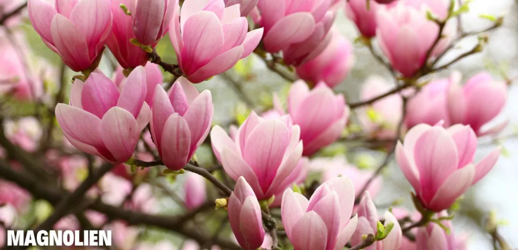 Magnolien