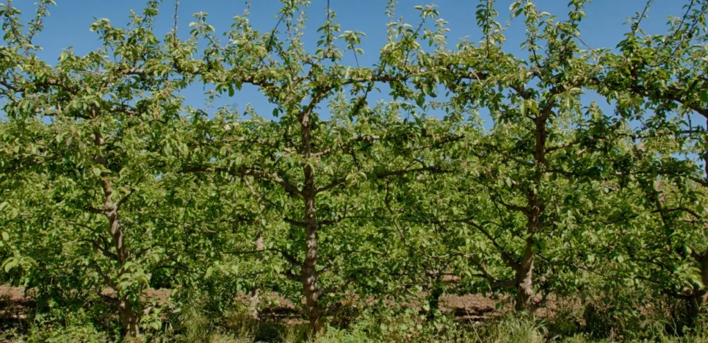 Spalierbaum