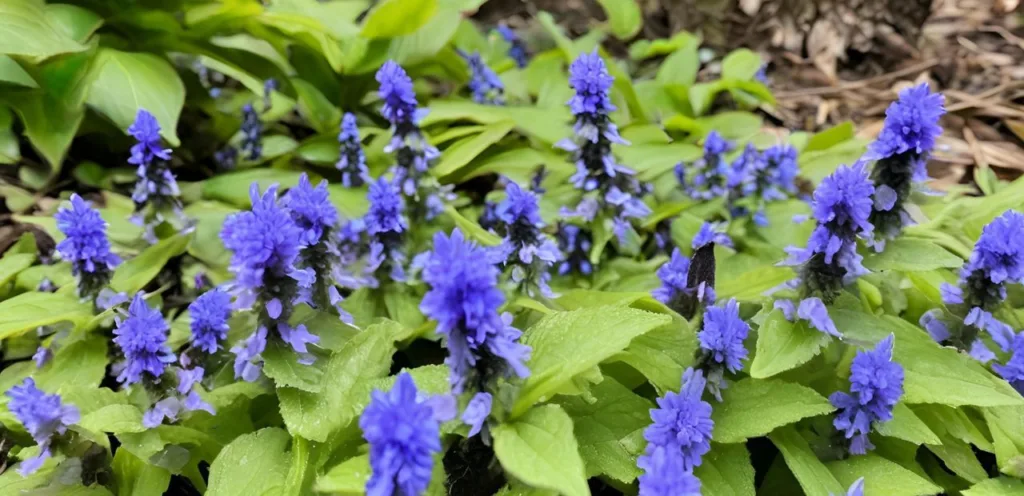 5 Bodendecker gegen Unkraut - So wird dein Garten pflegeleicht bodendecker Kopie