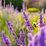lavendel