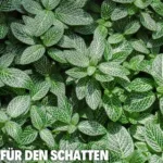 5 Bodendecker für den schatten