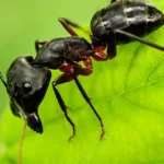 Ameisen im Garten bekämpfen