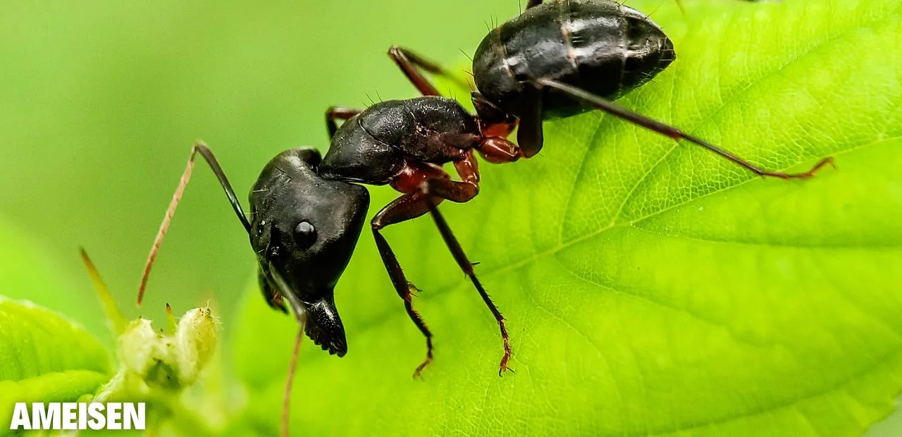 Ameisen im Garten bekämpfen