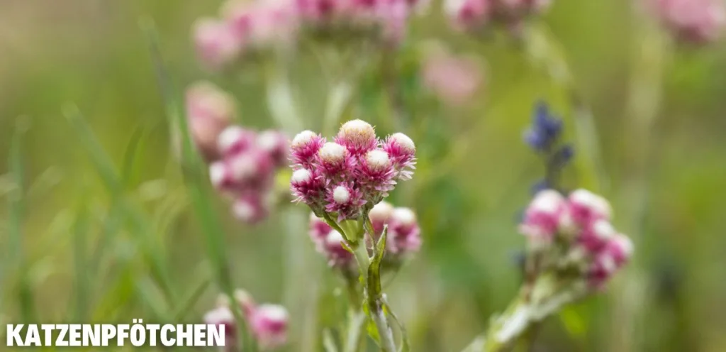 Die 5 besten Bodendecker für trockene Böden Bodendecker fuer trockene Boeden 4