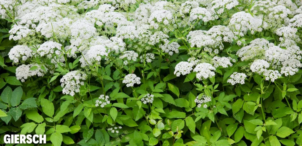 Diese 5 Gartenpflanzen machen dir nur Ärger! Diese 5 Gartenpflanzen machen dir nur Aerger 2