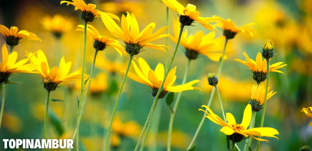 Diese 5 Gartenpflanzen machen dir nur Ärger! Diese 5 Gartenpflanzen machen dir nur Aerger 3