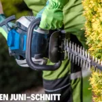 Gehölze für den juni-schnitt